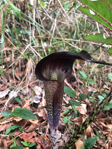 Arisaema taiwanense (Formosa Cobra Lily) (alternate view 4)