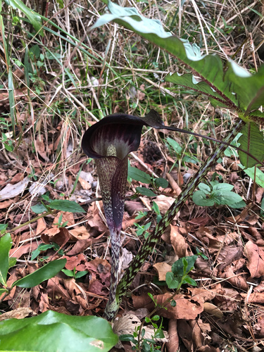 Arisaema taiwanense (Formosa Cobra Lily) (alternate view 5)