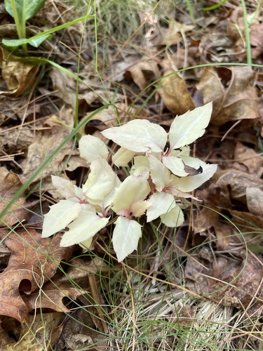 Chimaphila maculata (striped wintergreen)