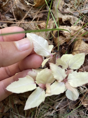 Chimaphila maculata (striped wintergreen)