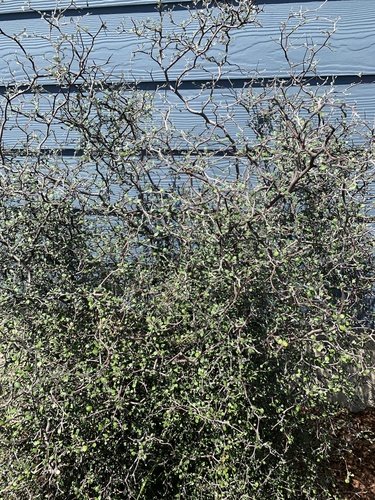 Corokia cotoneaster (Wire-netting Bush)