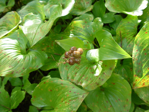 Maianthemum dilatatum (false lily of the valley)