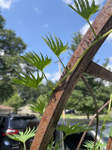 Ipomoea × multifida (Cardinal Climber) (alternate view 6)