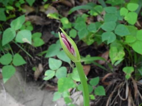 Lycoris squamigera (Surprise Lily) (alternate view 5)