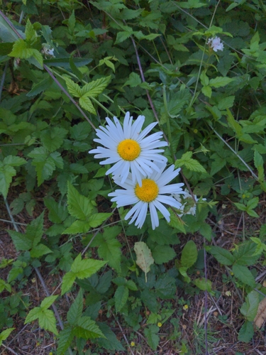 Leucanthemum maximum (max chrysanthemum)