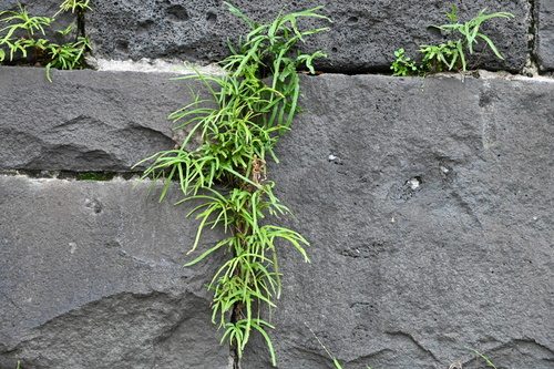 Pteris (brakes) (alternate view 5)