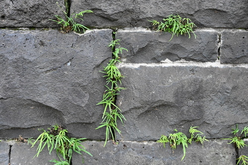 Pteris (brakes) (alternate view 6)