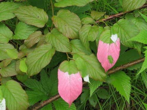 Actinidia kolomikta (same) (alternate view 11)
