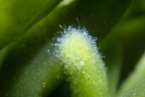 Codium fragile (Dead Man's Fingers)