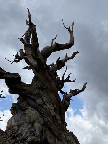 Pinus longaeva (Great Basin bristlecone pine) (alternate view 6)