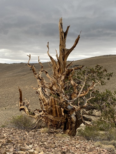 Pinus longaeva (Great Basin bristlecone pine) (alternate view 7)