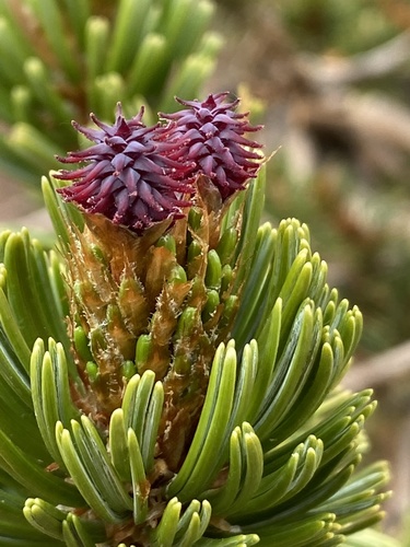 Pinus longaeva (Great Basin bristlecone pine) (alternate view 8)