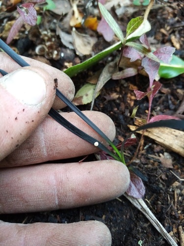 Ophiopogon planiscapus (alternate view 2)
