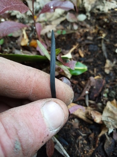 Ophiopogon planiscapus (alternate view 3)