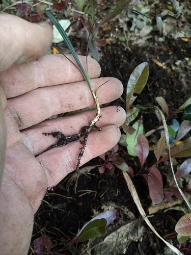 Ophiopogon planiscapus (alternate view 4)