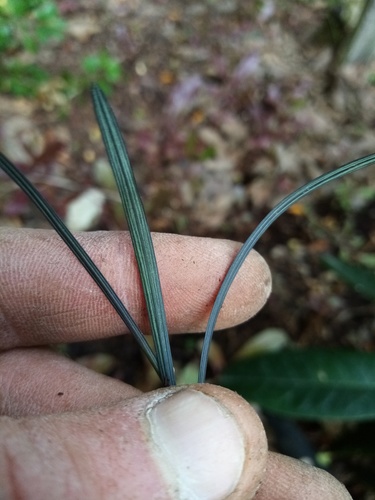 Ophiopogon planiscapus (alternate view 5)