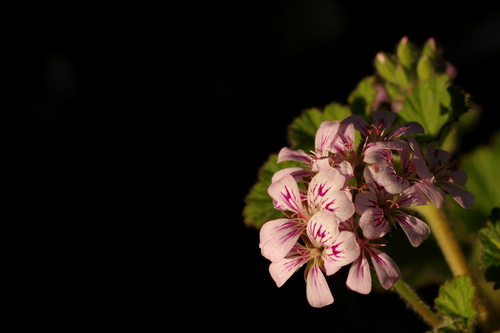 Pelargonium australe (Austral Stork's-bill) (alternate view 8)