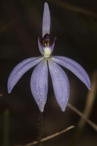 Cyanicula caerulea (blue finger-orchid)