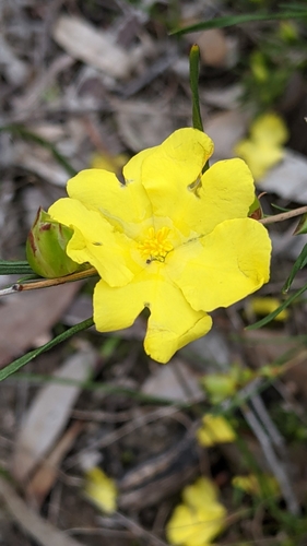 Hibbertia virgata (Twiggy Guinea-flower) (alternate view 2)
