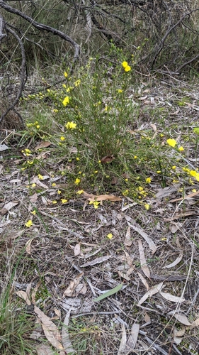 Hibbertia virgata (Twiggy Guinea-flower) (alternate view 3)