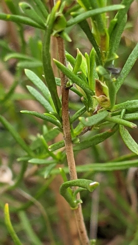 Hibbertia virgata (Twiggy Guinea-flower) (alternate view 4)