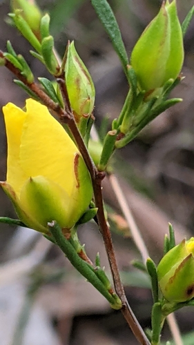 Hibbertia virgata (Twiggy Guinea-flower) (alternate view 5)