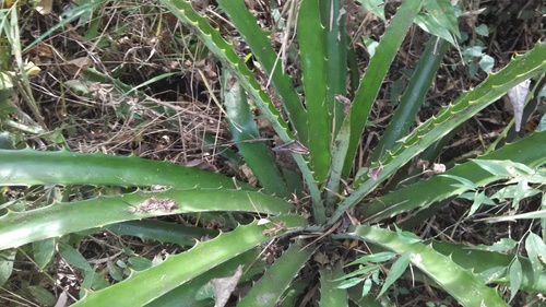Bromelia (alternate view 9)