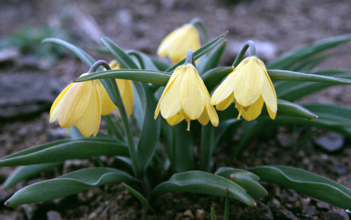 Fritillaria pudica (yellow fritillary) (alternate view 2)
