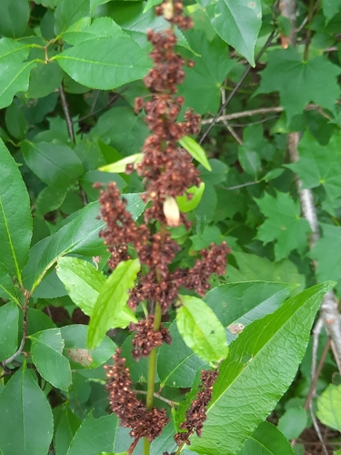 Rumex obtusifolius (broad-leaved dock) (alternate view 4)