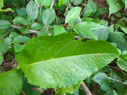 Rumex obtusifolius (broad-leaved dock) (alternate view 5)