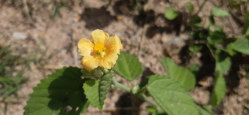 Sida cordifolia (flannel weed)