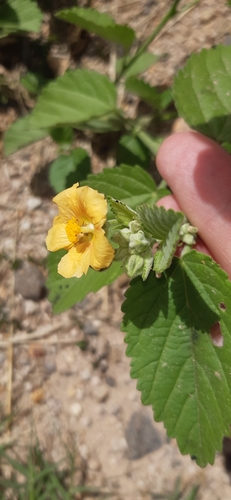 Sida cordifolia (flannel weed) (alternate view 2)