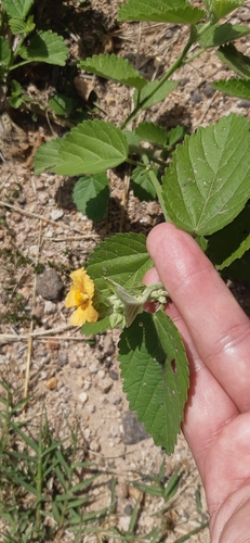 Sida cordifolia (flannel weed) (alternate view 3)