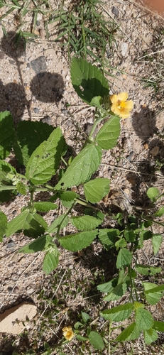 Sida cordifolia (flannel weed) (alternate view 4)