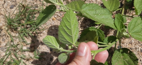 Sida cordifolia (flannel weed) (alternate view 5)