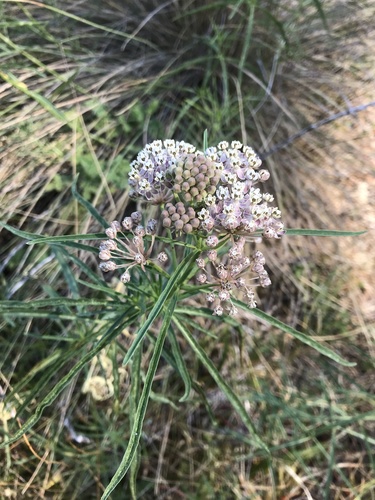 Asclepias fascicularis (Narrow-leaf Milkweed) (alternate view 3)