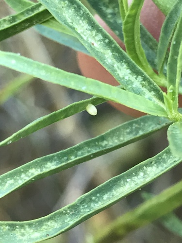 Asclepias fascicularis (Narrow-leaf Milkweed) (alternate view 4)
