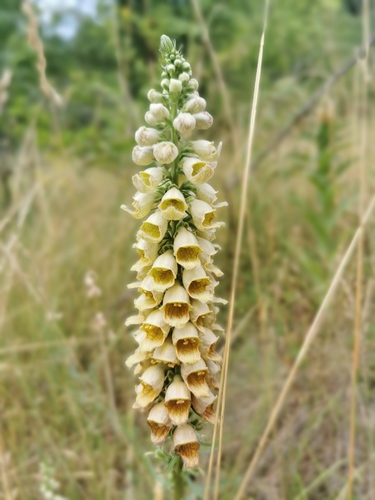 Digitalis ferruginea (Rusty Foxglove) (alternate view 4)