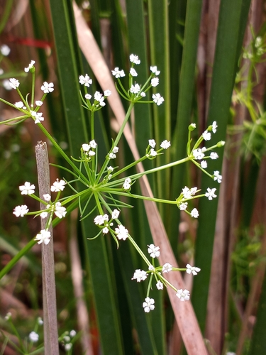 Ptilimnium capillaceum (herbwilliam) (alternate view 5)