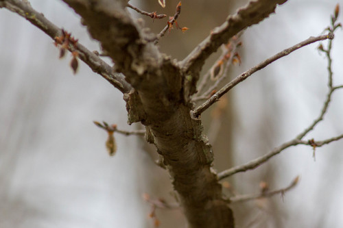Ulmus alata (Winged Elm) (alternate view 2)