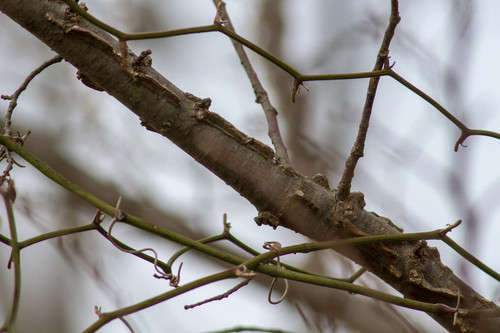 Ulmus alata (Winged Elm) (alternate view 3)