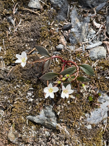 Claytonia (spring beauties) (alternate view 2)