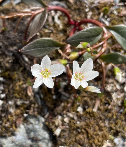 Claytonia (spring beauties) (alternate view 3)