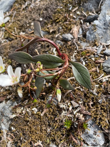 Claytonia (spring beauties) (alternate view 4)