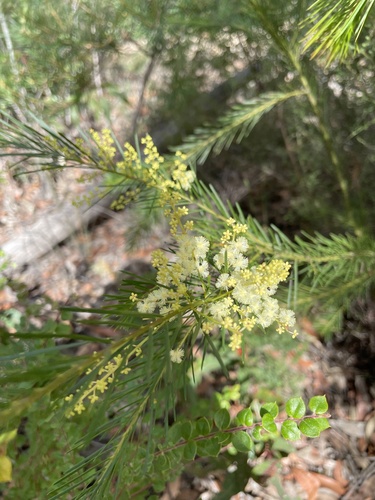Acacia linifolia (Flax-leaved Wattle) (alternate view 3)