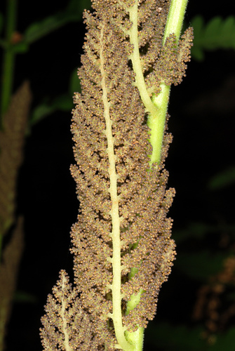 Osmunda claytoniana (interrupted fern)