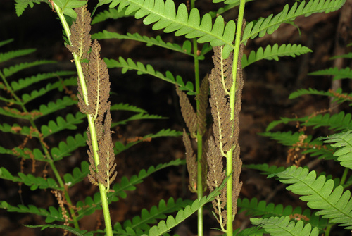 Osmunda claytoniana (interrupted fern)