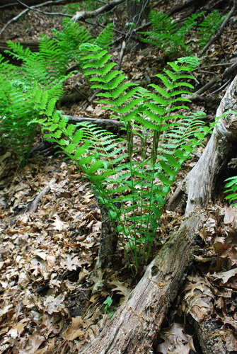 Osmunda claytoniana (interrupted fern)