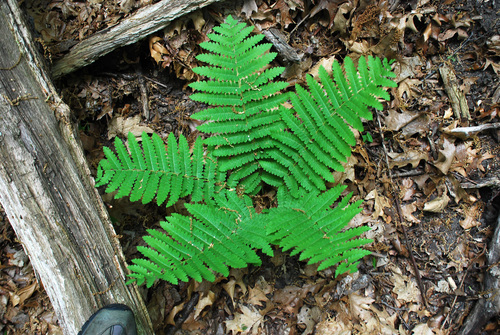 Osmunda claytoniana (interrupted fern)