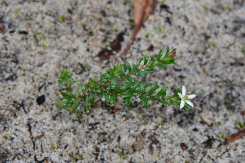 Rhytidosporum procumbens (white marianth) (alternate view 10)